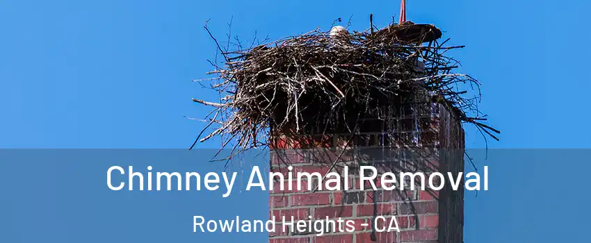 Chimney Animal Removal Rowland Heights - CA