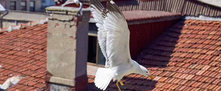 Residential Chimney Animal Removal Solution in Rowland Heights, CA